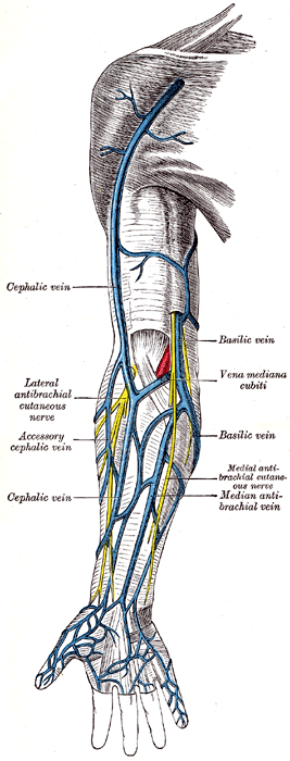 veins
